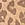 Print Campus Fleece™ Shorts